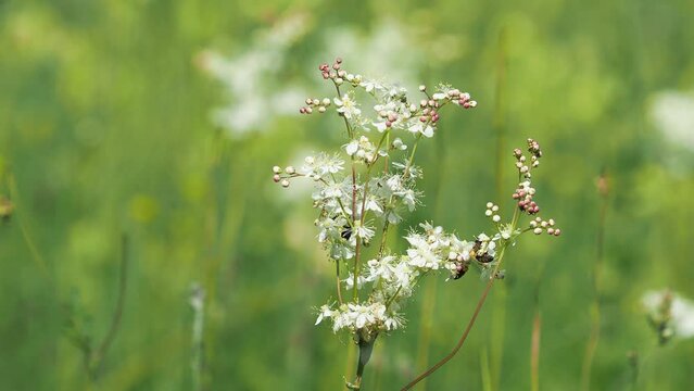 White flowers of Fern-leaf dropwort plant with honey bees and a green rose chafer beetle