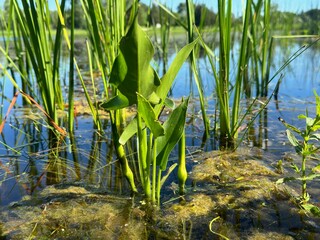 reeds in the water