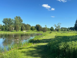 lake in the forest