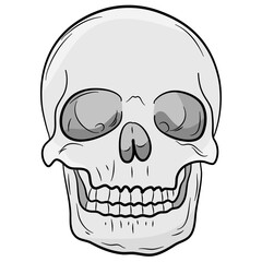 Human Skull Illustration