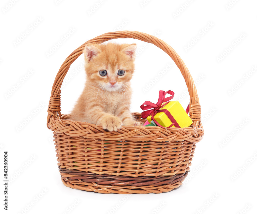 Wall mural Red kitten in a basket with gifts.