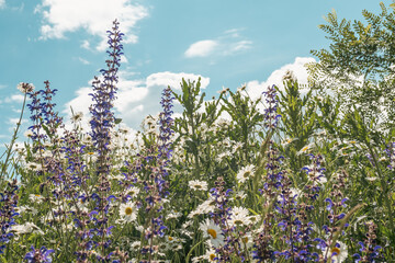 Champ de fleurs sauvages colorées © Pyc Assaut
