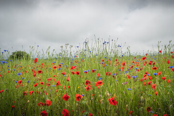 Champ de fleurs sauvages colorées