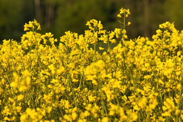 Sun shining on a crop of yellow rapeseed flowers in a field on a spring evening near Lohnsfeld, Germany.