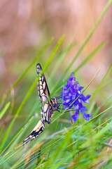 Swallowtail butterfly sitting on a Tufted vetch  flower on a meadow