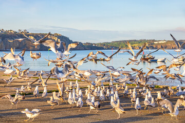 Flock of gulls take off on a pier by the sea
