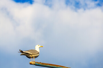 Beautiful Yellow-legged gull sitting on a lamppost