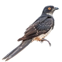 Cuckoo isolated on white background 