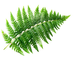 Fern leaf isolated on transparent background.