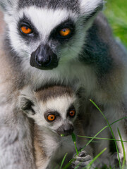Ring tailed lemur (Lemur catta) with its newborn baby.