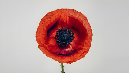 A single poppy flower with A black center white background - Powered by Adobe