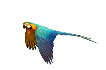 Colorful flying Blue and Gold Macaw parrot isolated on transparent background png file