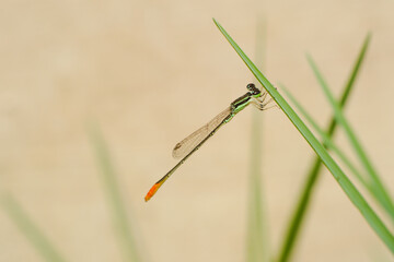 Zygoptera small dragonfly