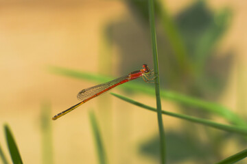 Zygoptera small dragonfly