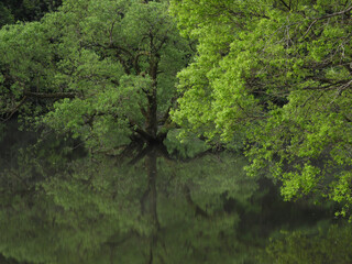 限られた時期に現れる水没林