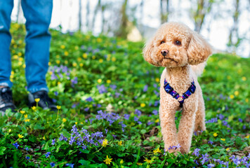 Toy poodle dog stands in flowers on the background of the park. The dog looks carefully in front of him. The dog has a leash from Waudog. The photo is blurred