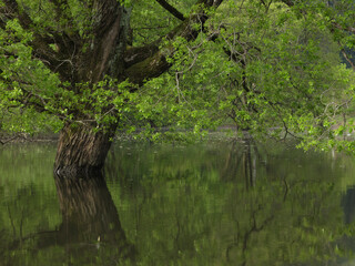 限られた時期に現れる水没林