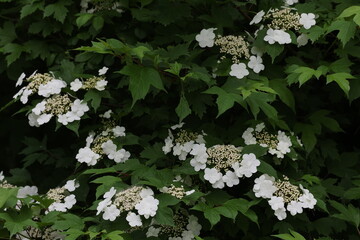 紫陽花