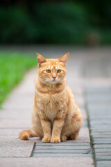 In the park, kittens sit on the ground