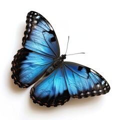 beautiful blue butterfly isolated on white background 