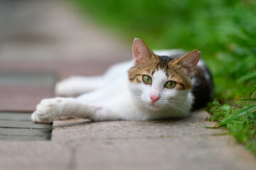 Cat resting on the ground