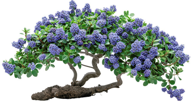 Beautiful Ceanothus shrub with vibrant blue flowers, green leaves, and twisted branches, perfect for nature, gardening, and botanical projects.