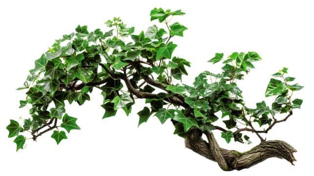 Close-up image of green ivy vine with lush leaves and twisted branches isolated on white background.