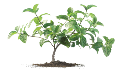 Vibrant green plant with lush foliage, isolated on white background. Ideal for nature, gardening, and botanical themes.