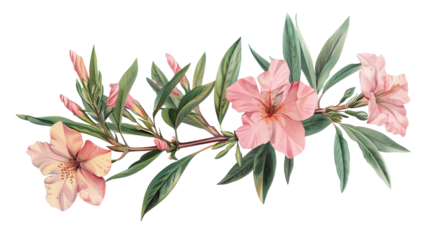 Beautiful watercolor illustration of pink oleander flowers with green leaves, perfect for botanical designs and floral arrangements.