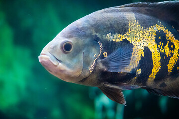 The oscar (Astronotus ocellatus)  is a fish species native to South America. Aquarium fish. ...