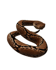 snake isolated on white
