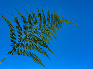 Farnwedel vor blauem Himmel