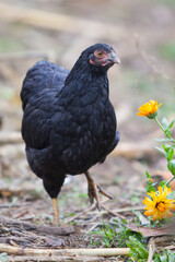Chicken in the garden in atumn