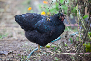 Chicken in the garden in atumn
