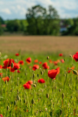 Huge red poppy field at Bavarian nature
