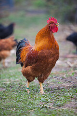 Amazing New Hempshire Red cock