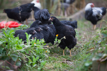 Chickens in the garden at cloudy day in atumn