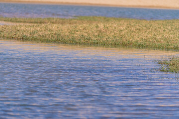 草が生えるオアシスの水面