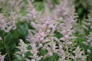 Astilbe japonica. Pink astilbe, false spirea in garden.