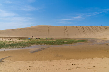 日本の鳥取県の鳥取砂丘のオアシスの風景