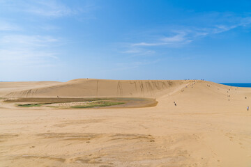 日本の鳥取県の鳥取砂丘のオアシスの風景