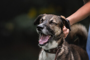A large portrait of a dog. The dog is scratched behind the ear. A comical portrait of a dog