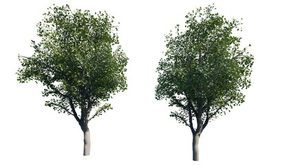 tree isolated on white