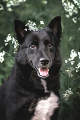 Portrait of a black dog on a background of white flowers. Vertical large portrait