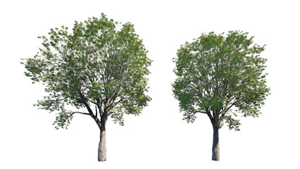 tree isolated on white