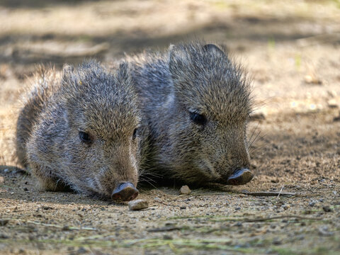 Two young Chacoan peccary, Catagonus wagneri, lying next to each other