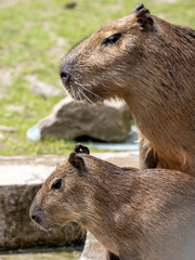 Portrait of a female Capybara with adult cub, Hydrochoerus hydrochaeris