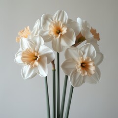 Naklejka premium Elegant White Daffodil Bouquet in Soft Light - Realistic 8k HD Photography on White Background