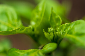 Chili blossom in close up view with green and soft bokeh background