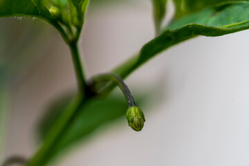 Chili blossom in close up view with green and soft bokeh background